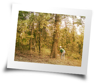 Harvesting the Trees